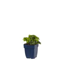 Waldsteinia ternata vaste plant Griffioen - Griffioen