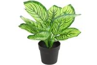 Calathea groen Calathea groen