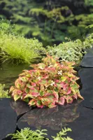 Waterplant Houttuynia cordata 'Chameleon'