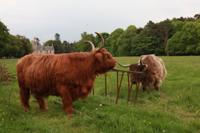 Tuinschilderij hooglanders 130x70cm - Customize it