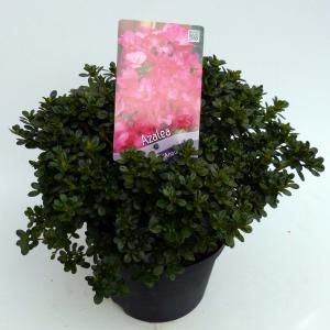 Rododendron (Rhododendron Japonica "Anouk") heester - 30-35 cm - 1 stuks