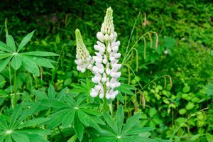 Lupine