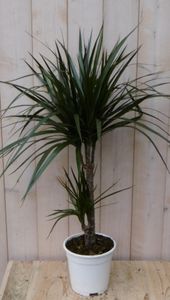 Kamerplant Drakenbloedboom Dracaena Marginata smal blad Groen 60 cm - Warentuin Natuurlijk