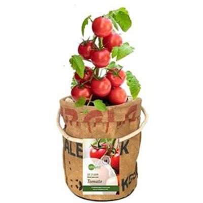 Kweektuintje Veggie en Fruittie