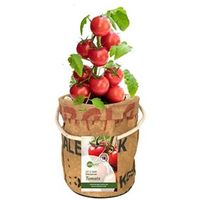Kweektuintje Veggie en Fruittie