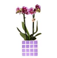 Kolibri Orchids | Paarse phalaenopsis orchidee El Salvador + Mosa sierpot lila - potmaat Ø9cm | bloeiende kamerplant - vers van de kweker Kolibri Orchids | Paarse phalaenopsis orchidee El Salvador + Mosa sierpot lila - potmaat Ø9cm | bloeiende kamerplant - vers van de kweker
