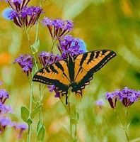 Butterfly (vlinder)