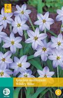 Ipheion un. Wisley Blue 15 bollen - Jub