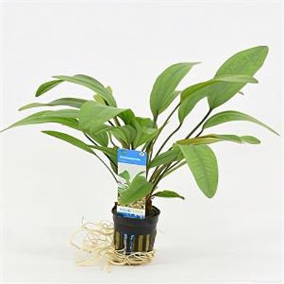 Echinodorus reni
 - 6 stuks - aquarium plant
