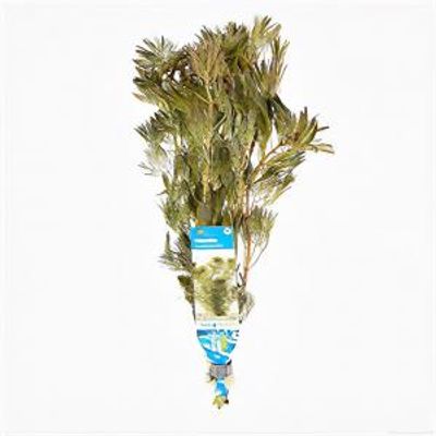 Cabomba piauhyensis - 10 stuks - aquarium plant