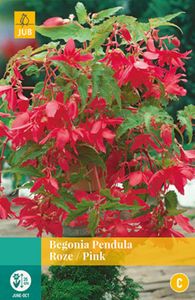 Begonia Pendula Roze 2 bollen - Jub