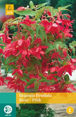 Begonia Pendula Roze Bloembol JUB 3 bollen - Jub
