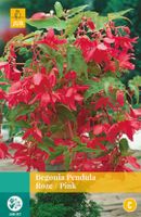 Begonia Pendula Roze 2 bollen - Jub