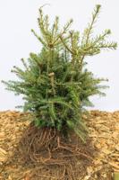 Koreaanse zilverspar