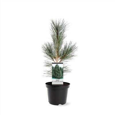 Pinus flexilis VanderWolf s Pyramid 30-40 cm Conifeer - Warentuin natuurlijk