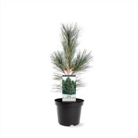 Pinus flexilis VanderWolf s Pyramid 30-40 cm Conifeer - Warentuin natuurlijk