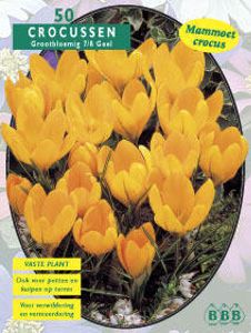 Krokus