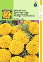Tagetes Erecta Nana Golden Age - Hortitops