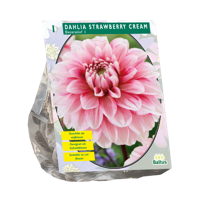 Bloembollen Dahlia Decoratief Strawberry Cream 1 stuk Baltus - Baltus