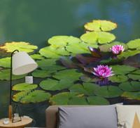 Fotobehang bloemen goedkoop Twee lotusbloemen