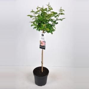 Trosroos op stam (rosa "Mind Games"®) - Op stam 70 cm - 1 stuks