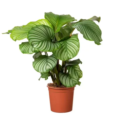 Kamerplant Calathea Orbifolia