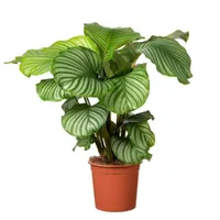 Kamerplant Calathea Orbifolia
