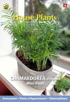 House plants chamaedorea minipalm - Buzzy