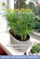 House plants chamaedorea minipalm - Buzzy
