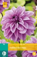 Dahlia lilac time bol/knol JUB 1 stuks - Jub
