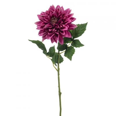 Dahlia