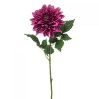 Dahlia