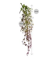 Erwten kunst hangplant 60cm - burgundy