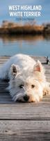West Highland White Terrier Kalender 2026 Slimline