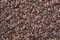 HQ Aqua-stop droogloopmat bruin 50x80cm