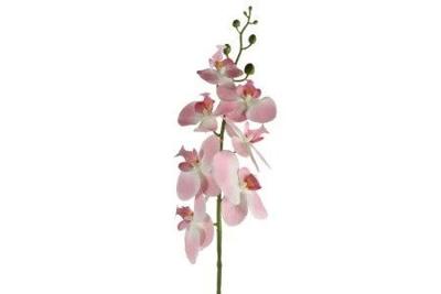 Phalaenopsis in pot d8h83 cm roze - Countryfield