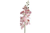 Phalaenopsis in pot d8h83 cm roze - Countryfield