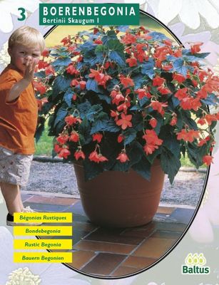 Zomer Bloembollen Begonia Bertinii Skaugum per 2 Baltus - Baltus