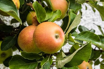Cox&apos;s Orange Pippin appel