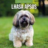 Lhasa Apso Kalender 2026