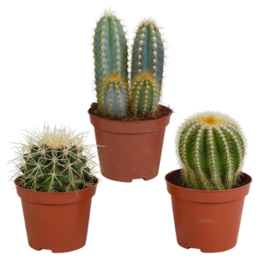 Cactus mix 8.5 cm - 3x - zonder pot