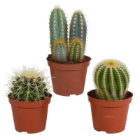 Cactus mix 8.5 cm - 3x - zonder pot