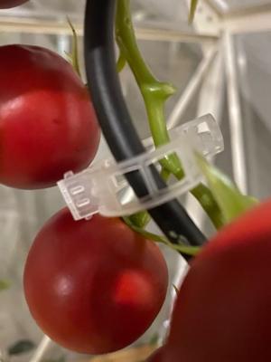 Royal Well tomatenclips (set van 20 stuks)