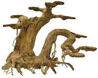 Bonsai Planter Large aquaria - Superfish Bonsai Planter Large aquaria - Superfish