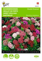 Dianthus barbatus nanus compactus Dubbel Gemengd - Buzzy
