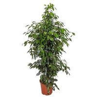 Ficus danielle M kamerplant - thumbnail