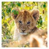 Ravensburger - puzzel panda tijger en leeuw 3x49st.