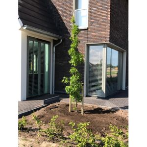 Zuil amberboom Liquidambar sty. Slender Silhouette h 350 cm st. h 30 cm - Warentuin Natuurlijk