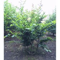 Haagbeuk meerstammig Carpinus betulus h 187,5 cm - Warentuin Natuurlijk