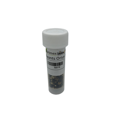 Brimex BioBest Brimex BioBest - Orius System (Roofwantsen tegen Trips)